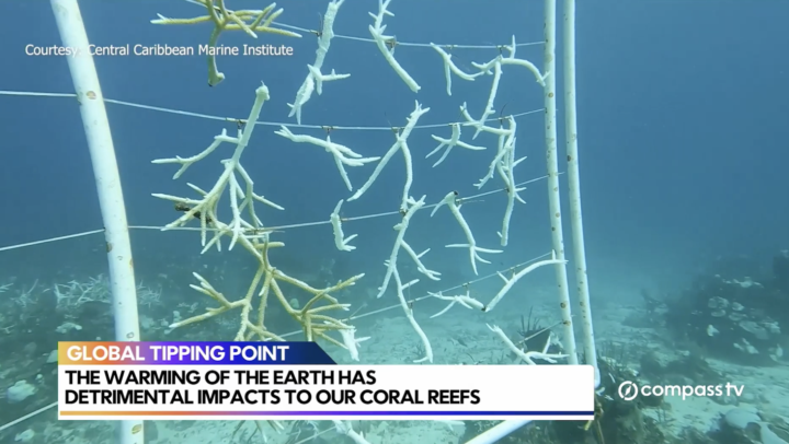 DoE – The warming of the earth has detrimental impacts to our coral reefs